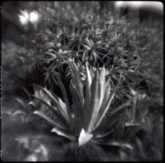 Agaves, San Francisco, 2001