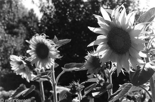 Backyard Sunflowers, Novato 2003