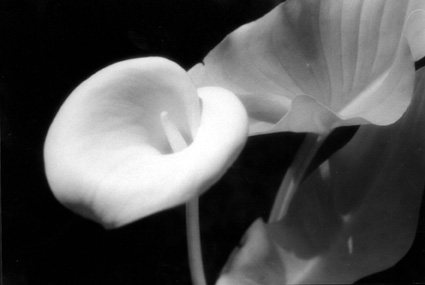 Calla, Novato 2001