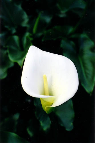 Calla (color), Novato, March 2004