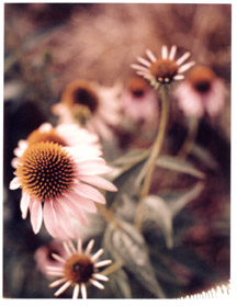 Coneflowers, Novato 2001