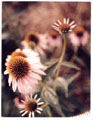 Coneflowers, Novato