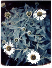 Coneflowers II, Novato 2001