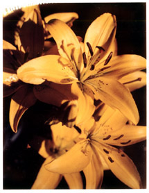 Lilies, Novato 2001