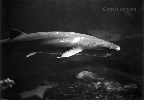 Shark, Monterey, July 2004