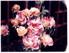 Sherbet-colored Roses, Novato 2001
