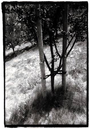 Young Tree, Kezar Stadium